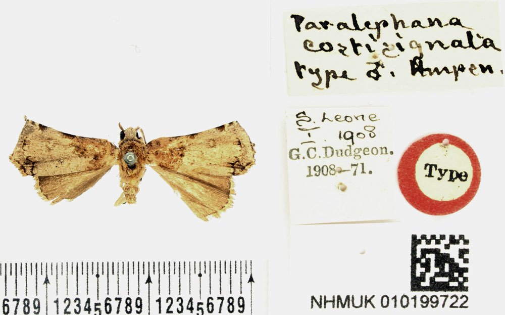 /filer/webapps/moths/media/images/C/costisignata_Paralephana_HT_BMNH.jpg