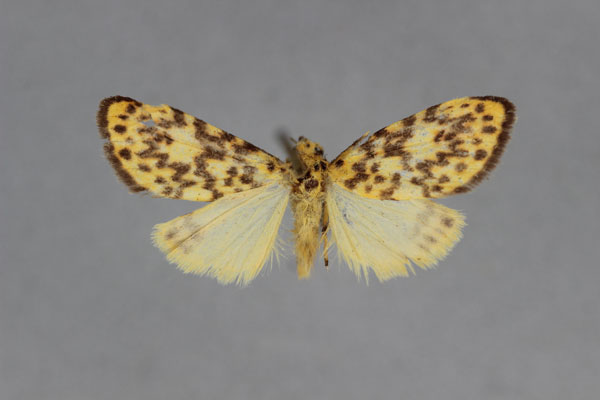 /filer/webapps/moths/media/images/C/craigii_Asura_A_BMNH.jpg