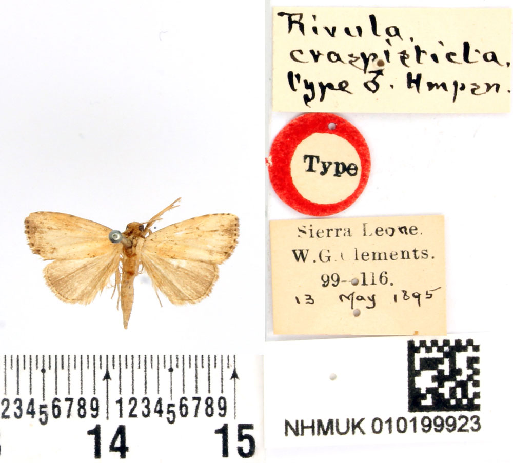 /filer/webapps/moths/media/images/C/craspisticta_Rivula_HT_BMNH.jpg