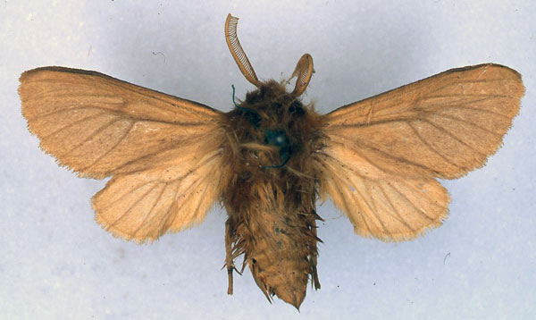 /filer/webapps/moths/media/images/C/crassa_Automolis_HT_BMNH_01.jpg