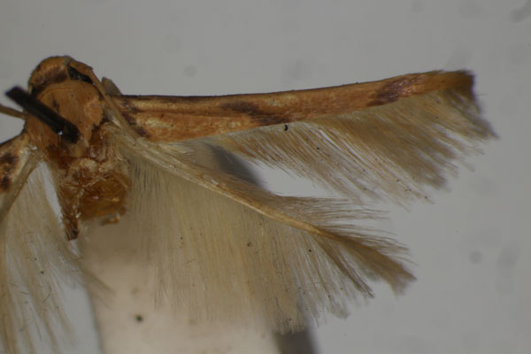 /filer/webapps/moths/media/images/C/crassella_Stathmopoda_LT_BMNH.jpg