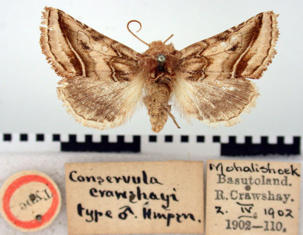 /filer/webapps/moths/media/images/C/craushayi_Conservula_HT_BMNH.jpg