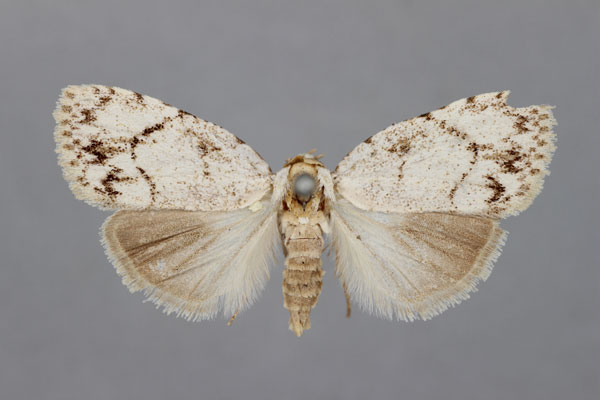 /filer/webapps/moths/media/images/C/cretacea_Roeselia_STF_BMNH.jpg