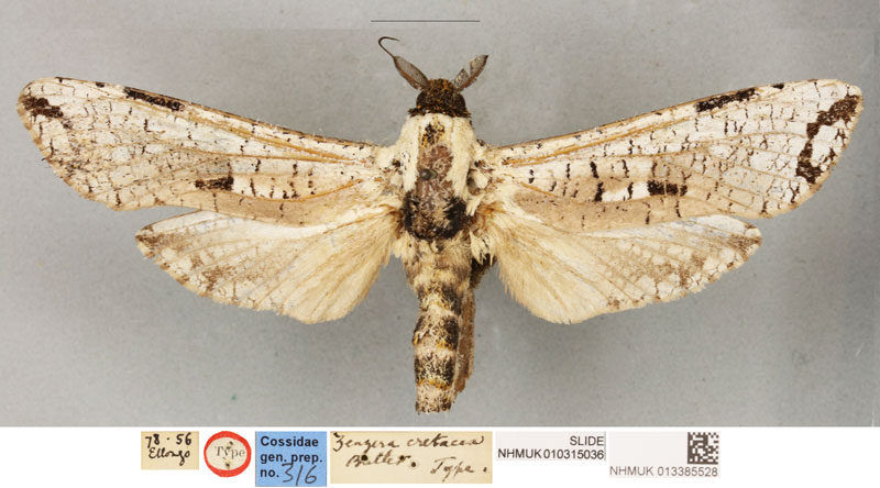 /filer/webapps/moths/media/images/C/cretacea_Zeuzera_LT_BMNH.jpg