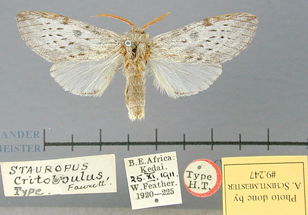 /filer/webapps/moths/media/images/C/critobulus_Hoplitis_LT_BMNH.jpg