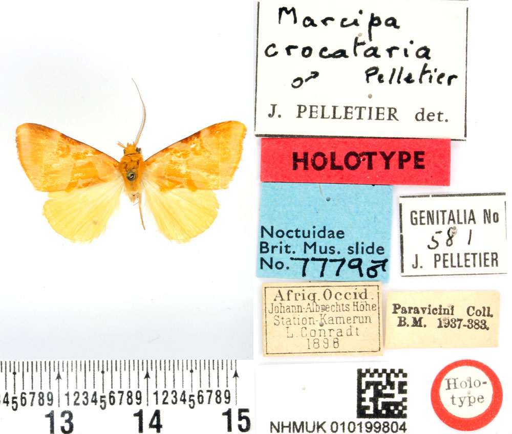 /filer/webapps/moths/media/images/C/crocataria_Marcipa_HT_BMNH.jpg