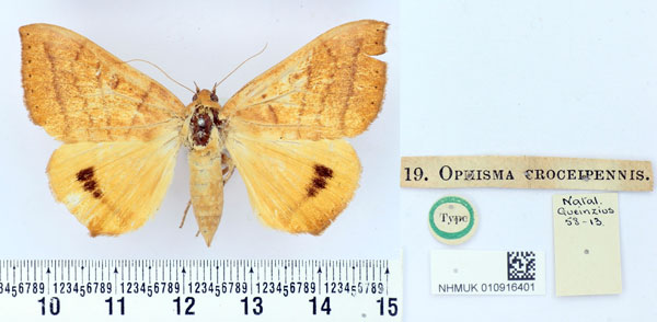/filer/webapps/moths/media/images/C/croceipennis_Ophisma_HT_BMNH.jpg