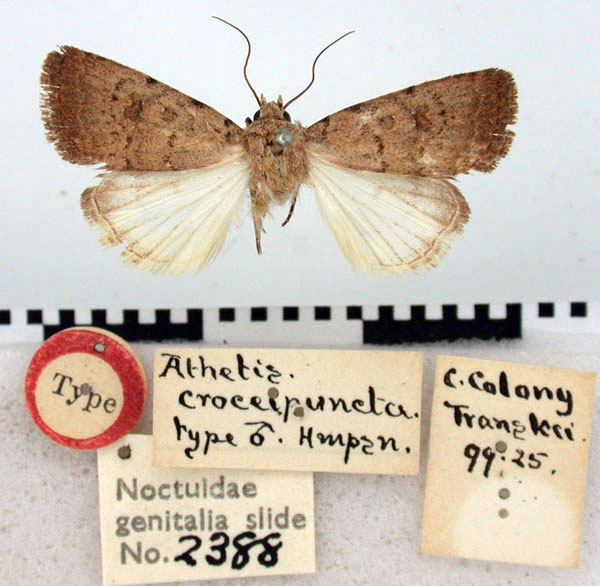 /filer/webapps/moths/media/images/C/croceipuncta_Athetis_ST_BMNH.jpg
