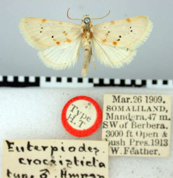 /filer/webapps/moths/media/images/C/croceisticta_Euterpiodes_HT_BMNH.jpg