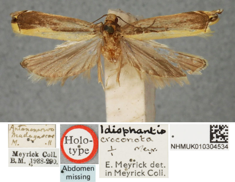 /filer/webapps/moths/media/images/C/croconota_Idiophantis_HT_BMNH.jpg