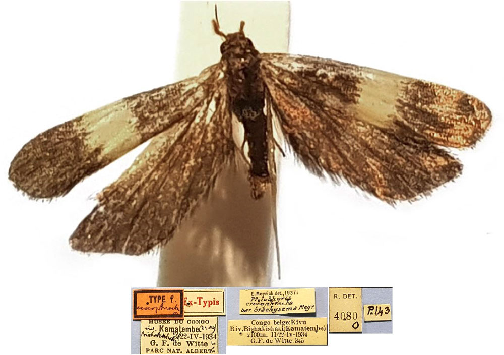 /filer/webapps/moths/media/images/C/crocophracta_Ptilothyris_LT_RMCA.jpg