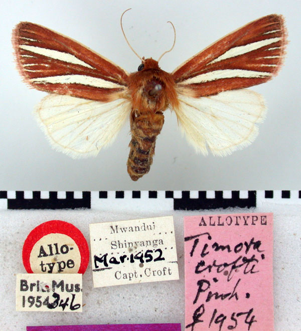 /filer/webapps/moths/media/images/C/crofti_Timora_AT_BMNH.jpg