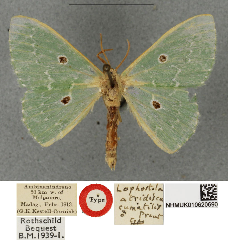 /filer/webapps/moths/media/images/C/cumatilis_Lophostola_HT_BMNH.jpg