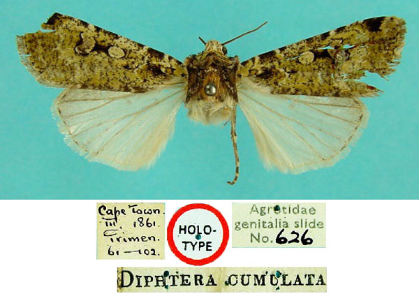 /filer/webapps/moths/media/images/C/cumulata_Diphthera_HT_BMNH.jpg