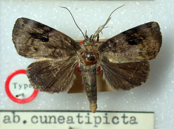 /filer/webapps/moths/media/images/C/cuneatipicta_Maurilia_HT_BMNH.jpg