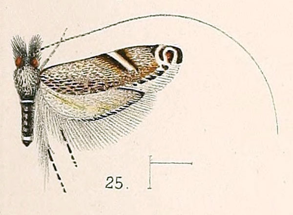 /filer/webapps/moths/media/images/C/cuneella_Adela_HT_Walsingham_1891_4-25.jpg