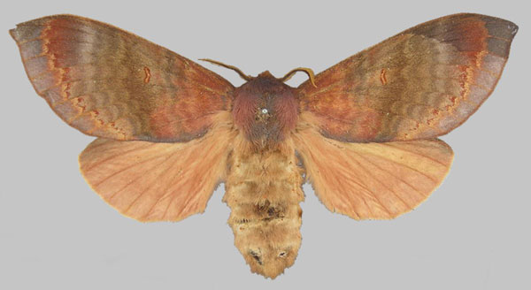 /filer/webapps/moths/media/images/C/cuprea_Gonometa_HT_BMNH.jpg