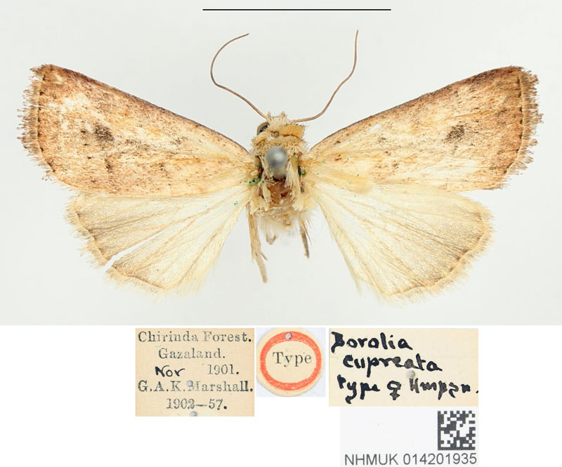 /filer/webapps/moths/media/images/C/cupreata_Borolia_HT_BMNH.jpg