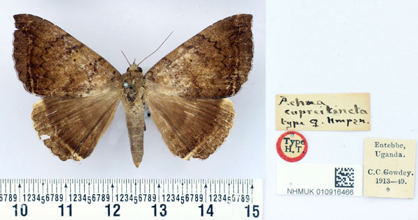 /filer/webapps/moths/media/images/C/cupreitincta_Achaea_HT_BMNH.jpg