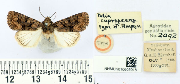 /filer/webapps/moths/media/images/C/cuprescens_Polia_ST_BMNH_01.jpg