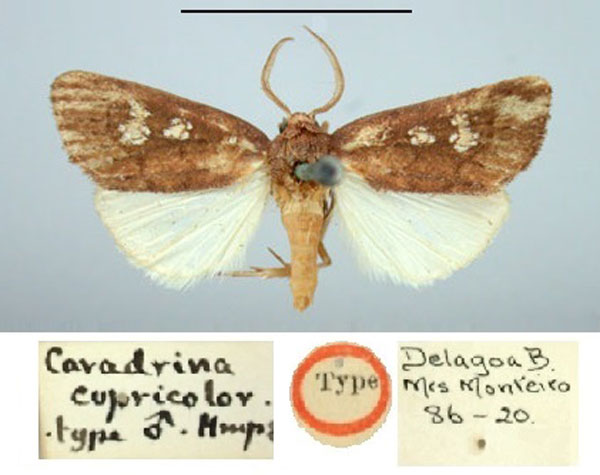 /filer/webapps/moths/media/images/C/cupricolor_Caradrina_HT_BMNH.jpg