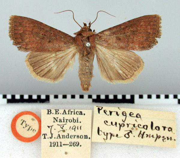 /filer/webapps/moths/media/images/C/cupricolora_Perigea_HT_BMNH.jpg