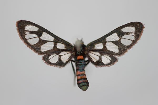 /filer/webapps/moths/media/images/C/cuprizonata_Amata_HT_BMNH.jpg