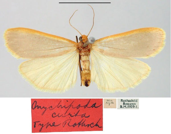/filer/webapps/moths/media/images/C/curta_Onychopodia_HT_BMNH.jpg