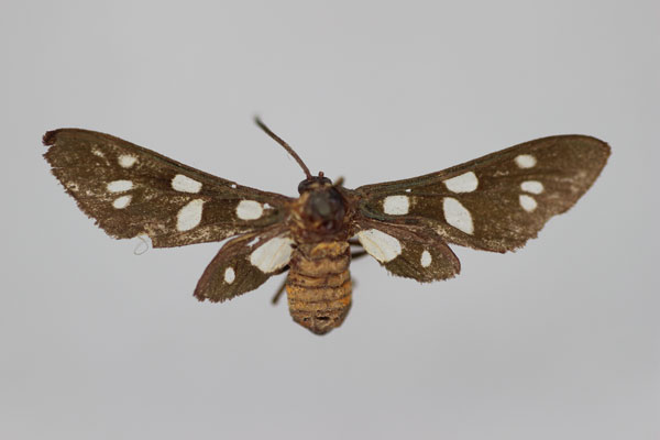 /filer/webapps/moths/media/images/C/curtiplaga_Amata_HT_BMNH.jpg