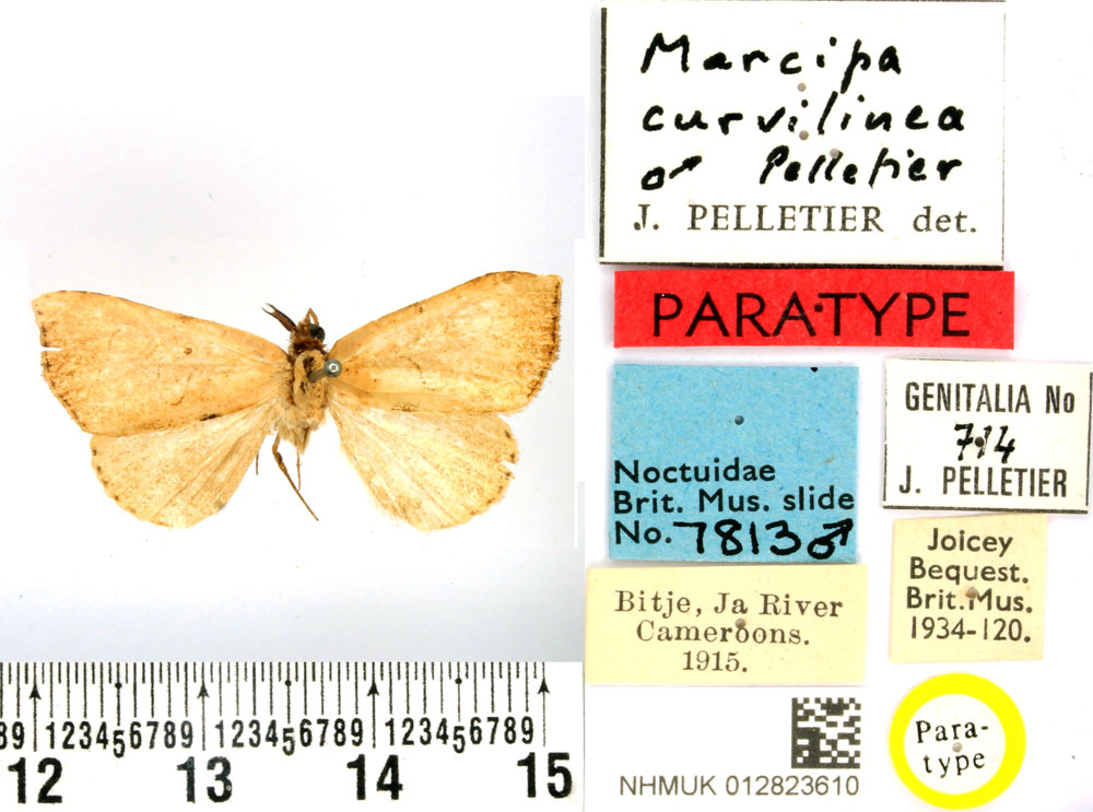 /filer/webapps/moths/media/images/C/curvilinea_Marcipa_PTM_BMNH.jpg