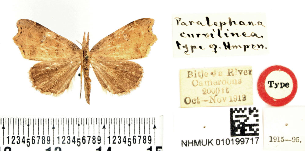 /filer/webapps/moths/media/images/C/curvilinea_Paralephana_HT_BMNH.jpg