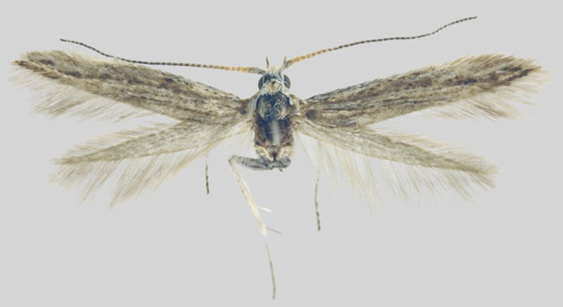 /filer/webapps/moths/media/images/C/curviphallica_Coleophora_HT_ZMHB.jpg