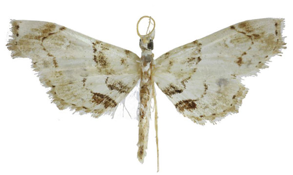 /filer/webapps/moths/media/images/C/cuthberti_Goniophysetis_HT_BMNH.jpg