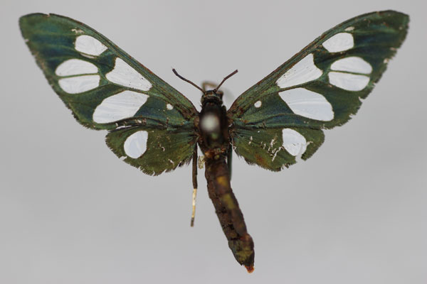 /filer/webapps/moths/media/images/C/cyanea_Amata_HT_BMNH.jpg