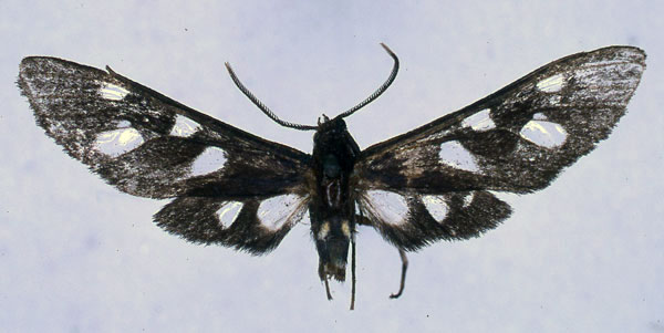 /filer/webapps/moths/media/images/C/cyaneotincta_Thyrogonia_HT_BMNH_01.jpg