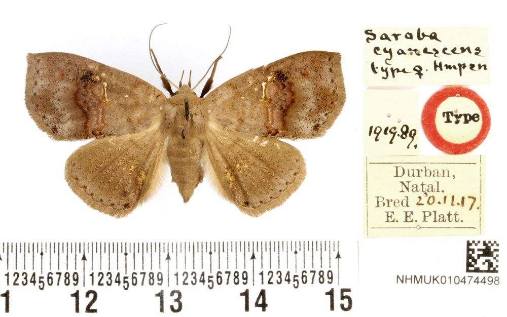 /filer/webapps/moths/media/images/C/cyanescens_Saroba_HT_BMNH.jpg