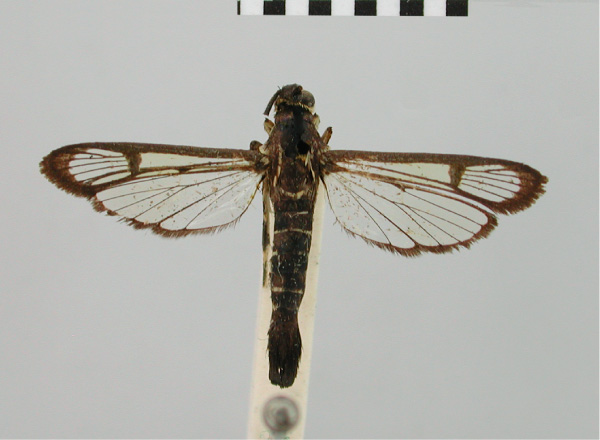 /filer/webapps/moths/media/images/C/cyanescens_Synanthedon_HT_BMNH.jpg