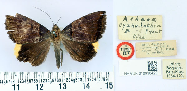/filer/webapps/moths/media/images/C/cyanobathra_Achaea_HT_BMNH.jpg