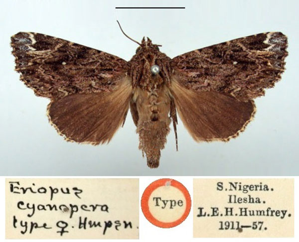 /filer/webapps/moths/media/images/C/cyanopera_Eriopus_HT_BMNH.jpg