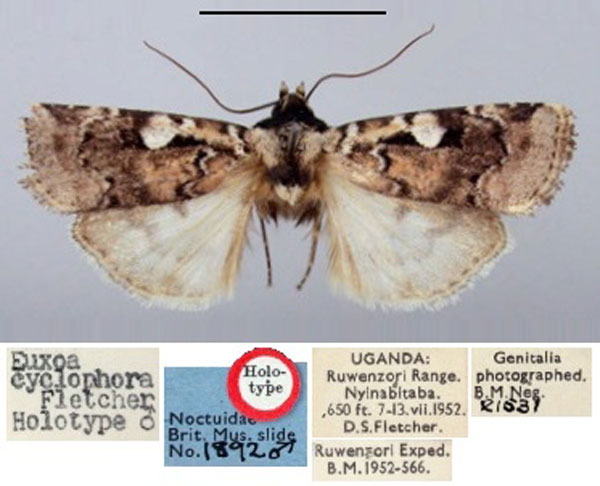 /filer/webapps/moths/media/images/C/cyclophora_Euxootera_HT_BMNH.jpg