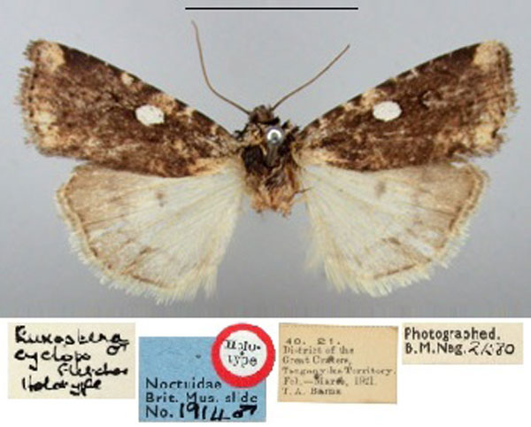 /filer/webapps/moths/media/images/C/cyclops_Euxootera_HT_BMNH.jpg