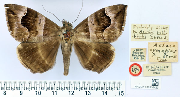 /filer/webapps/moths/media/images/C/cymatias_Achaea_HT_BMNH.jpg