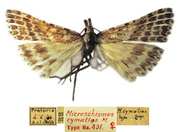 /filer/webapps/moths/media/images/C/cymatias_Microschismus_HT_TMSA.jpg