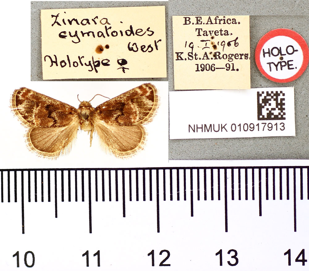 /filer/webapps/moths/media/images/C/cymatoides_Zinara_HT_BMNH.jpg