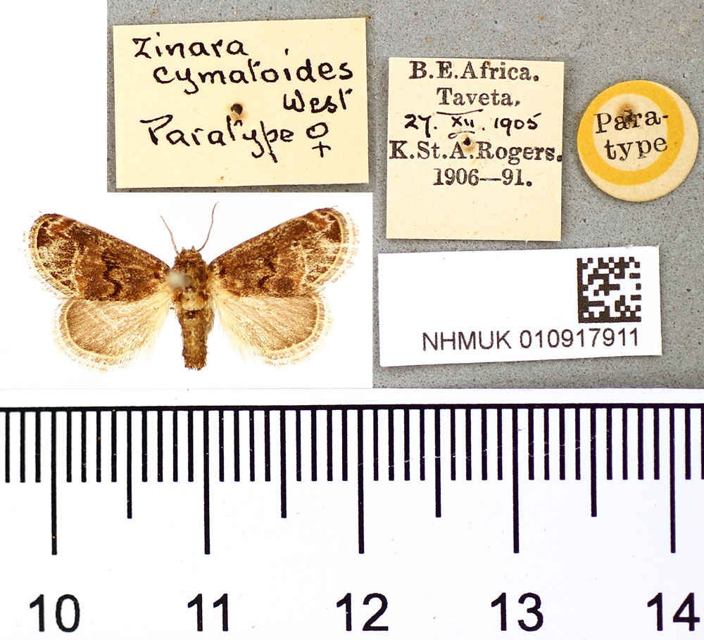 /filer/webapps/moths/media/images/C/cymatoides_Zinara_PT_BMNH.jpg