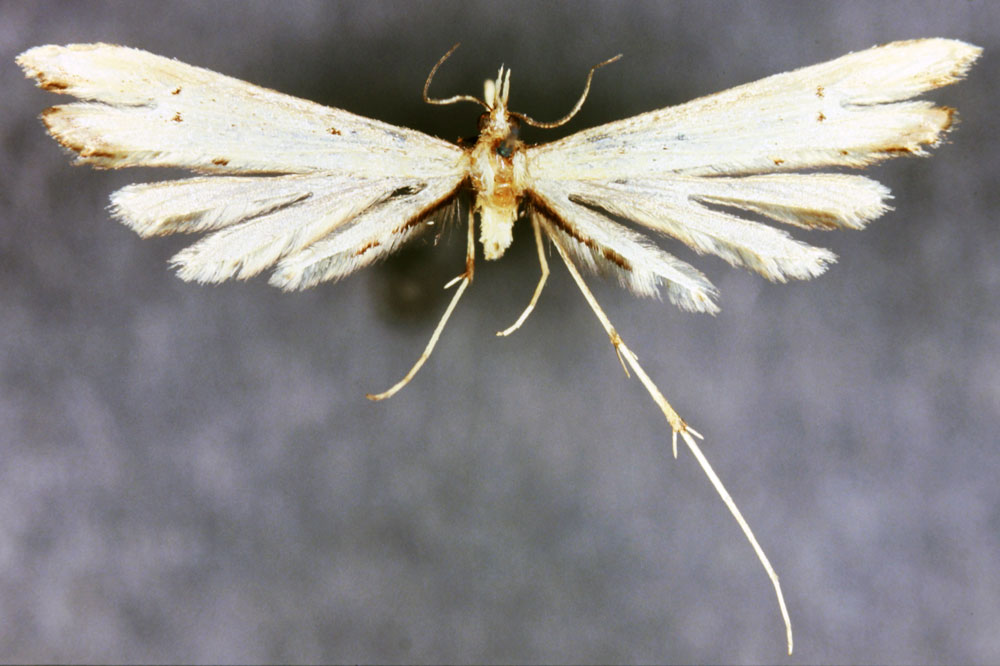 /filer/webapps/moths/media/images/D/daemonica_Platyptilia_LT_BMNH.jpg