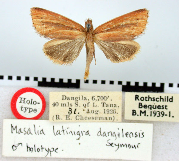 /filer/webapps/moths/media/images/D/dangilensis_Timora_HT_BMNH.jpg