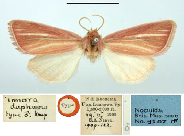 /filer/webapps/moths/media/images/D/daphoena_Timora_ST_BMNH.jpg