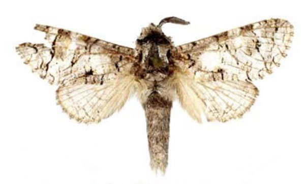 /filer/webapps/moths/media/images/D/dargei_Afrikanetz_HT_MWM.jpg
