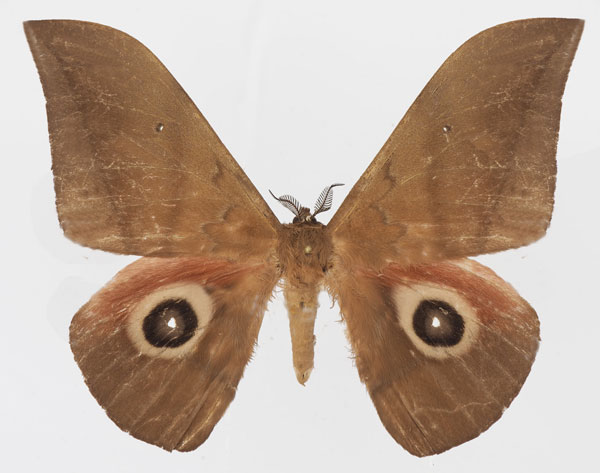 /filer/webapps/moths/media/images/D/dargei_Lobobunaea_AM_Basquina.jpg
